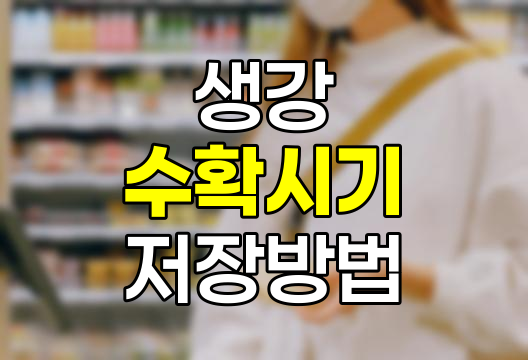 생강 수확 시기와 저장법 완벽 정보