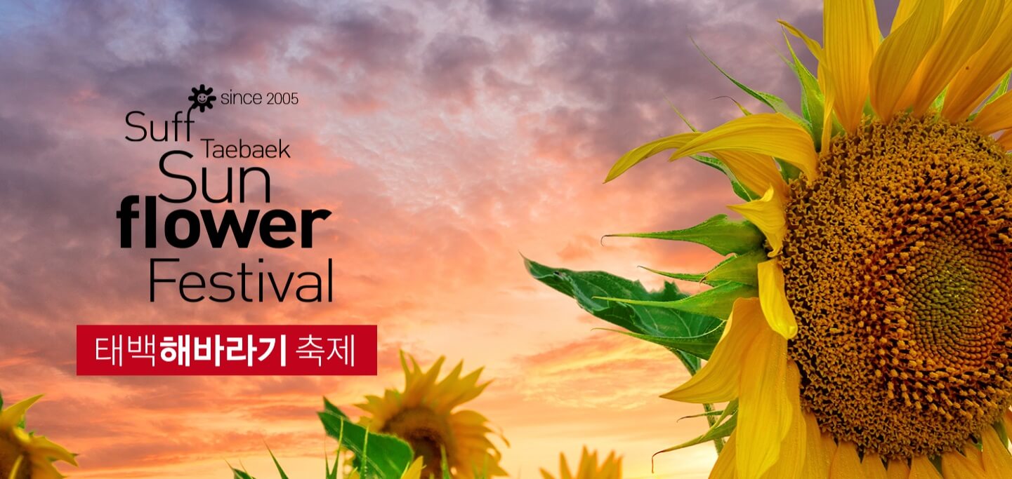 태백-해바라기축제