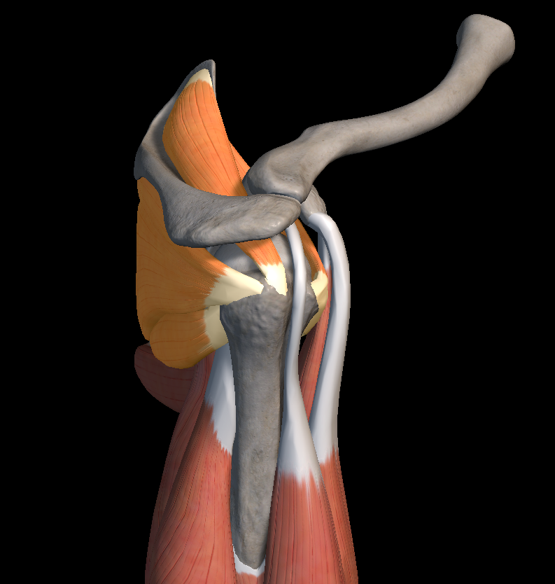 어깨 통증 원인 증상 치료법