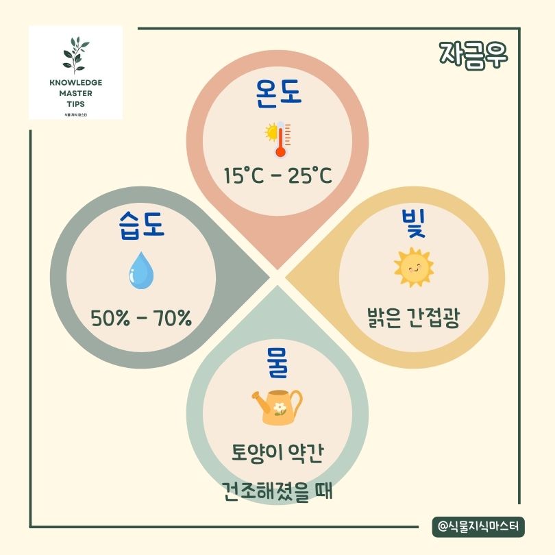 자금우 키우기 기본 관리 방법