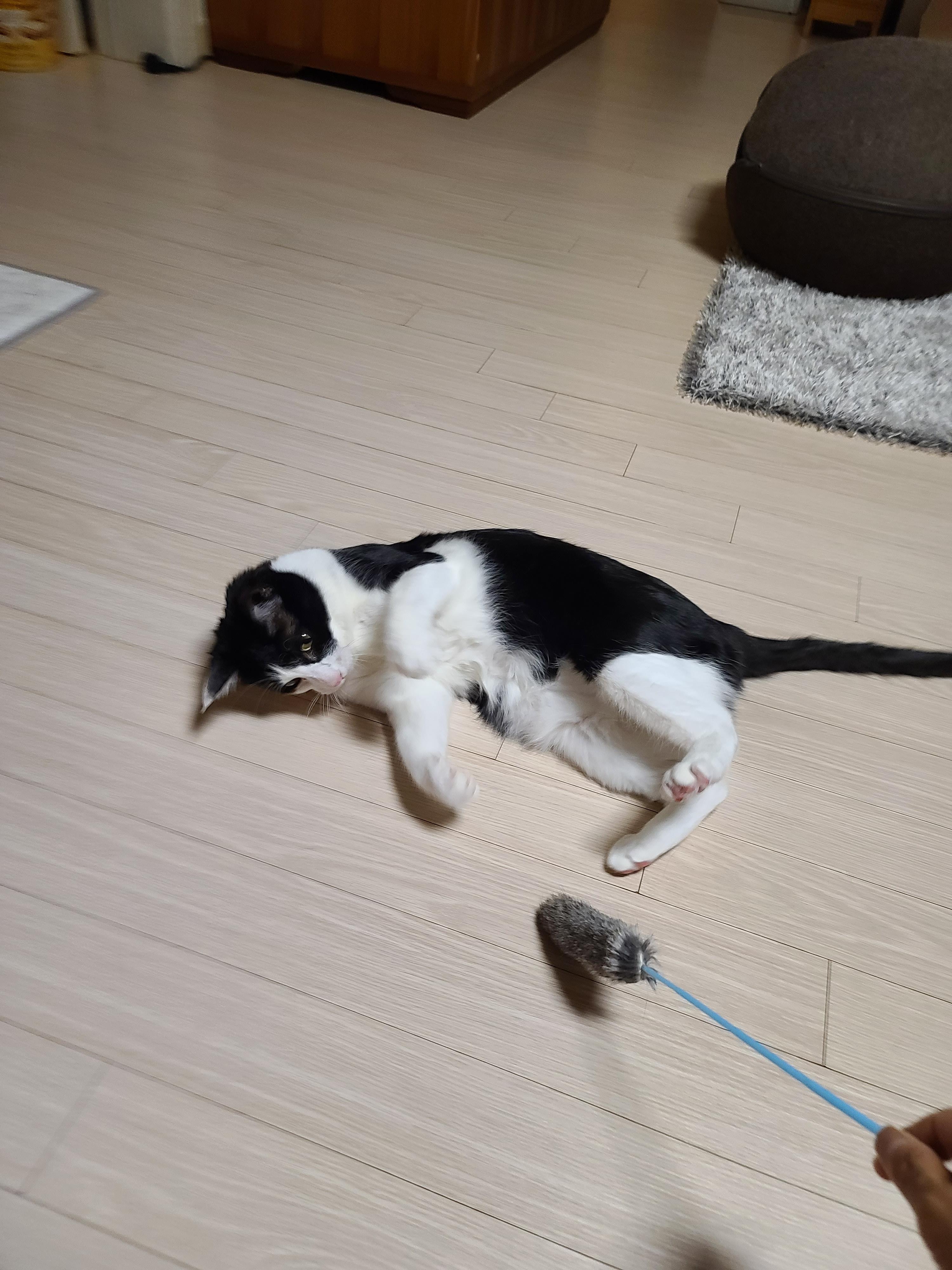 고양이 장난감 오뎅꼬치로 캣미로에서 노는 고양이들.