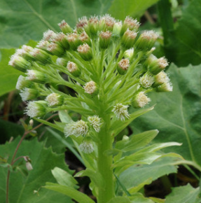 머위 효능과 부작용 고르는법 먹는법 칼로리