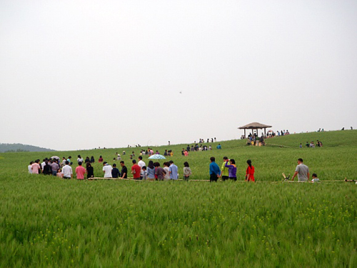 제 21회 고창 청보리밭 축제 기본일정과 프로그램 소개