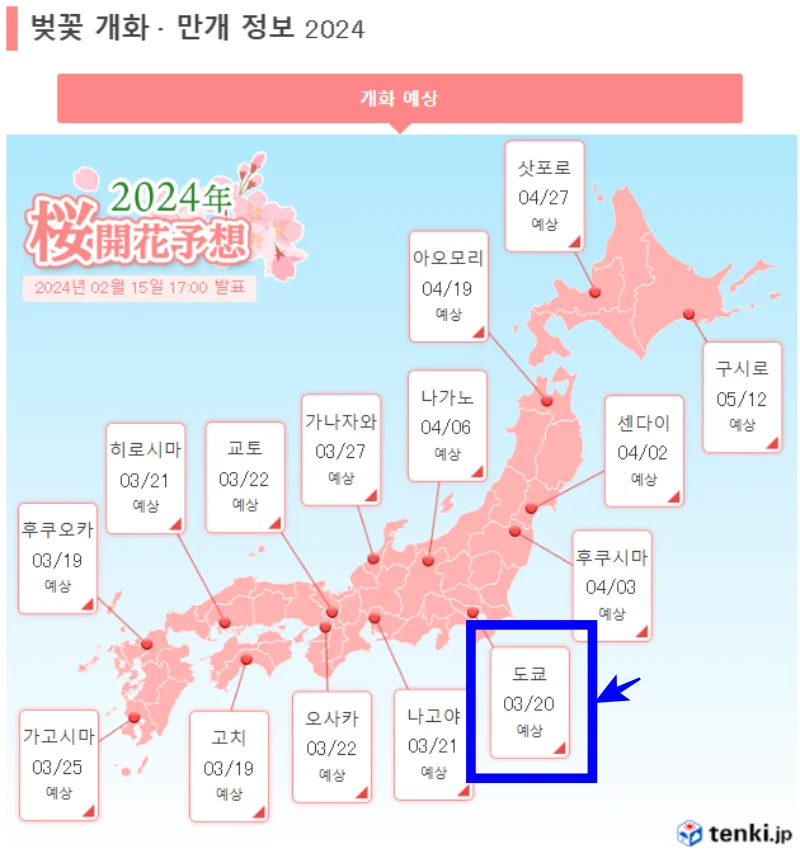 도쿄 벚꽃 만개일