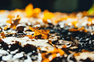 단풍절정시기_단풍명소