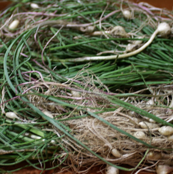 달래 효능 부작용 뿌리 고르는법