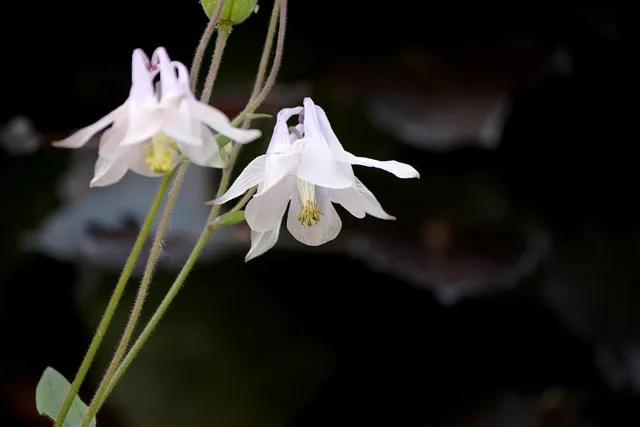 충북 보은 구병산 최단 등산코스 난이도 거리 정보 정리_5