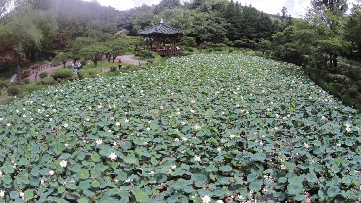 경주 벚꽃 개화 시기 및 축제 및 명소와 관련된 사진