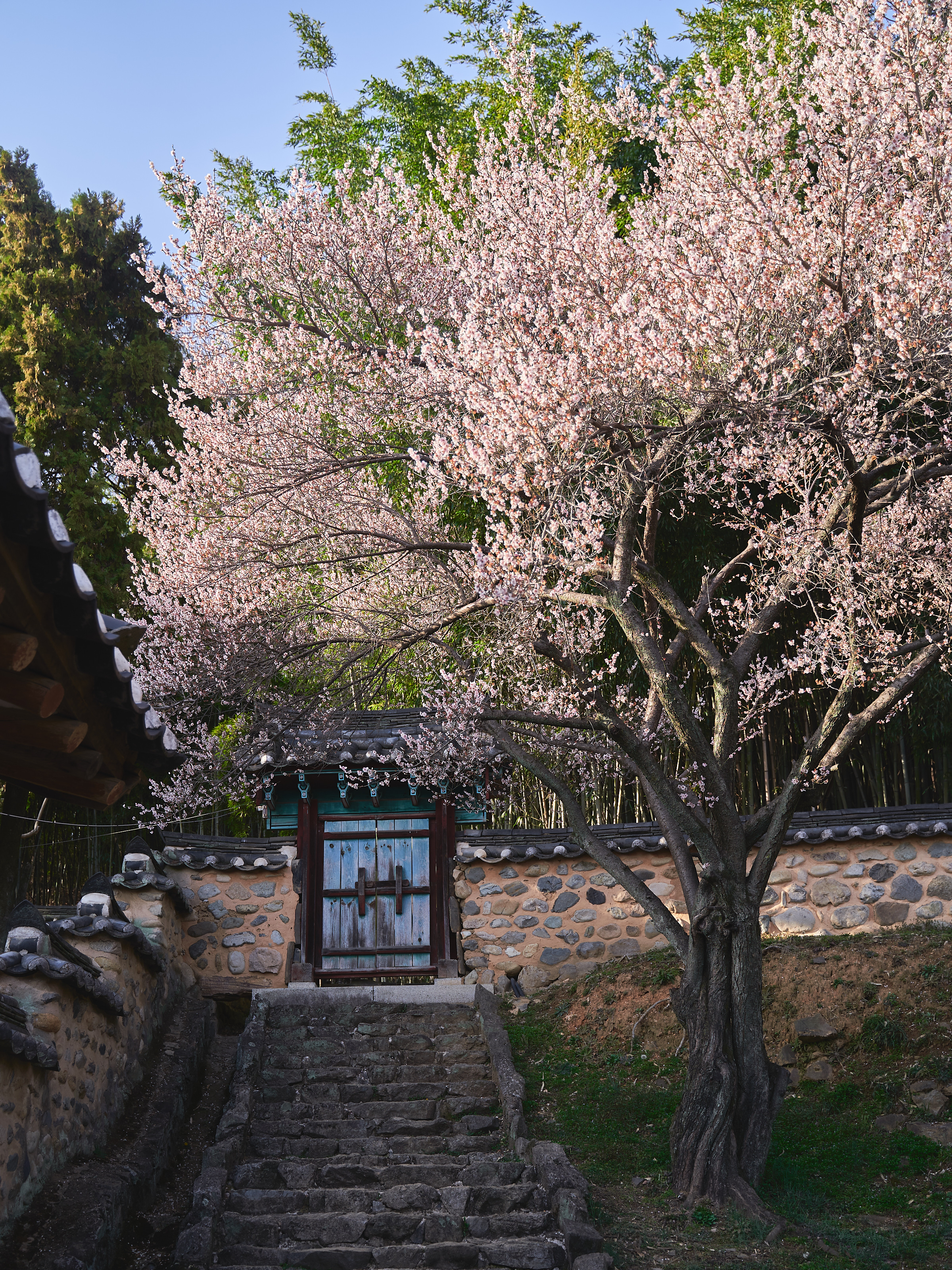 밀양향교 매화