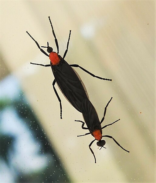 러브버그 사진