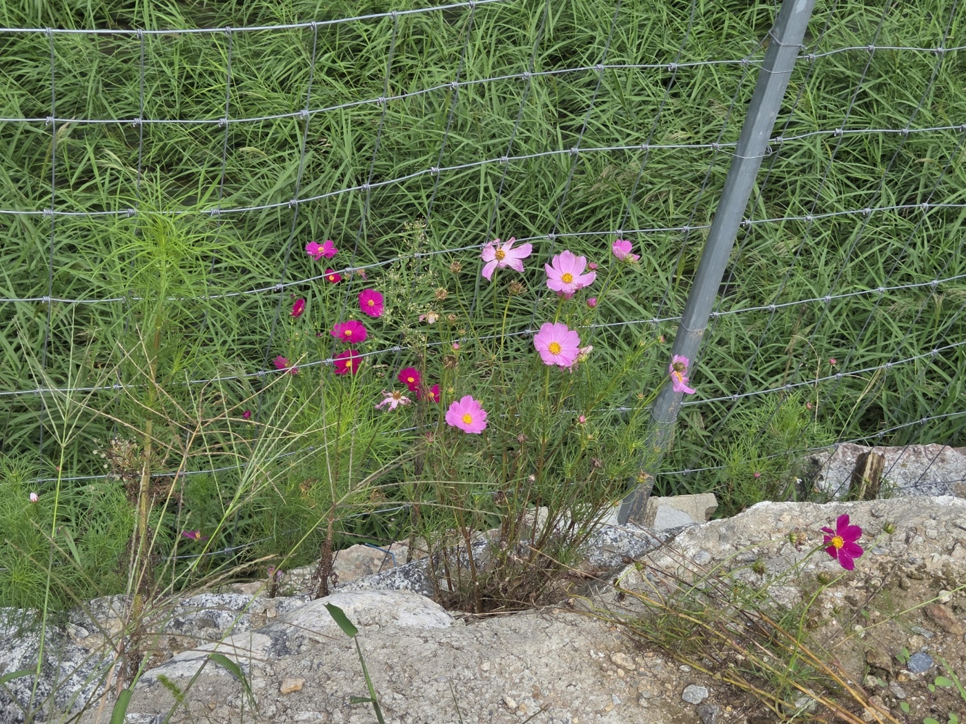가을에 핀 코스모스