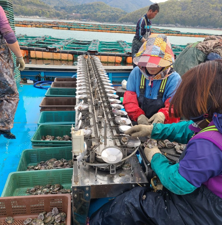 6시 내고향 3월 12일 전남 완도 전복