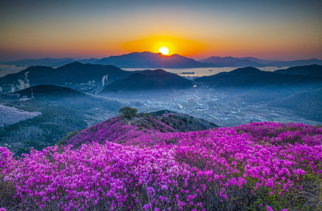 영취산 진달래