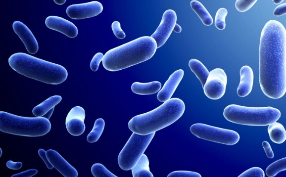 구강 유산균 입냄새 치주질환 억제 효과