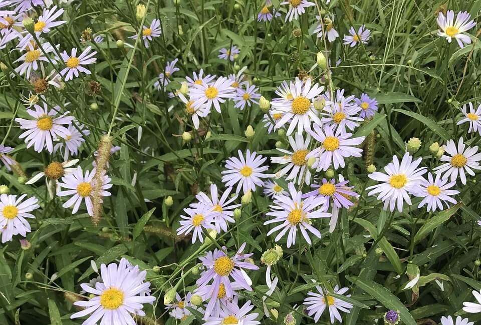 2026 전남 구례 산수유축제 봄꽃 향연 모두 즐겨보세요