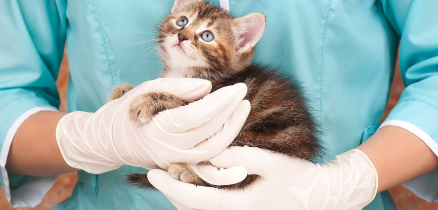 피부병 약을 바르는 고양이.