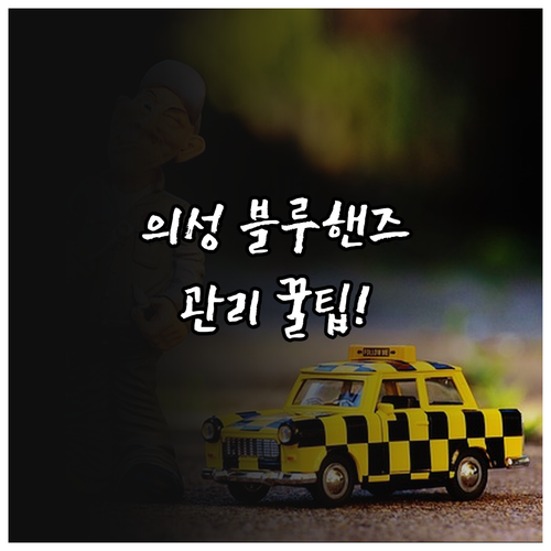 의성군 블루핸즈 지점별 특징 비교와 ..