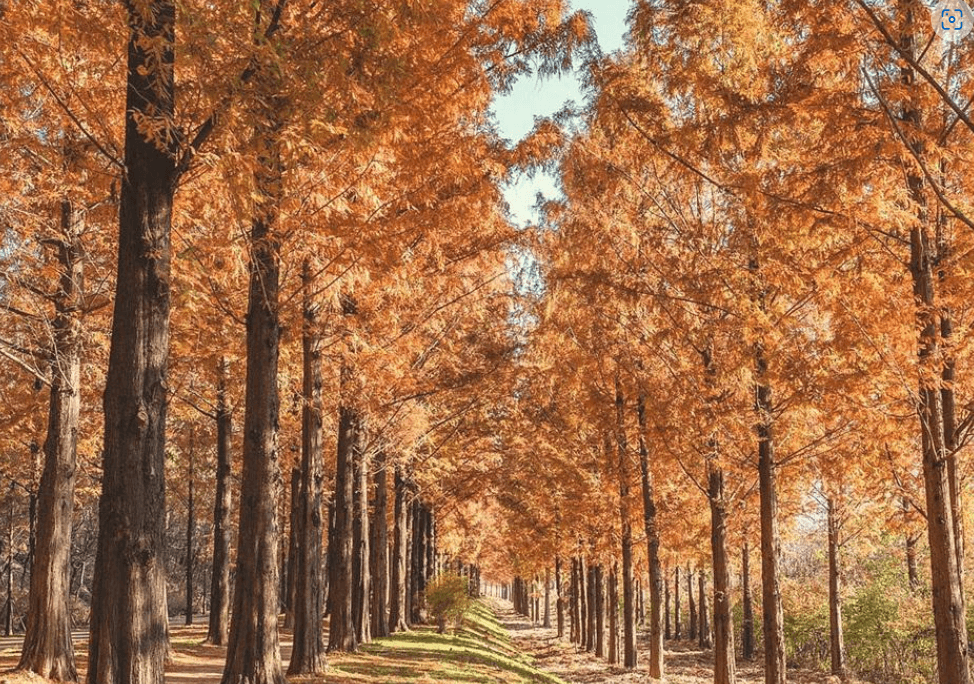 가을낙엽 가득한 메타세콰이어길
