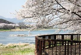 2025년 봄나들이 추천! 전국 가볼 만한 명소 Best 8