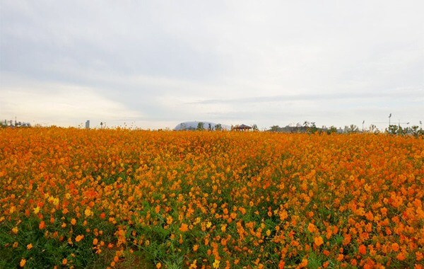 계양꽃마루 코스모스