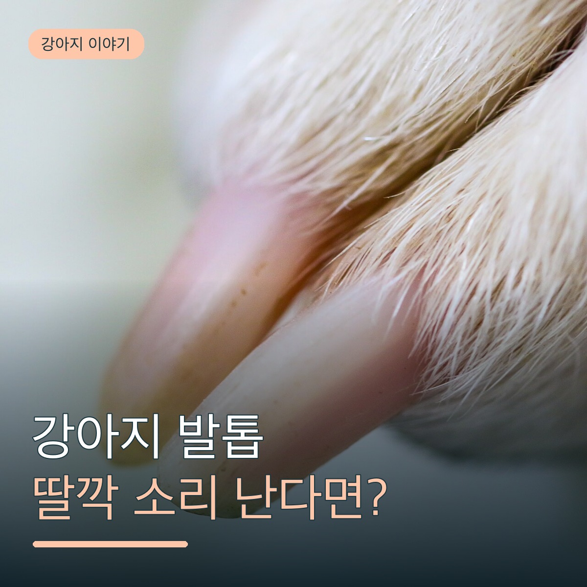 강아지 발톱에서 딸깍 소리가 난다면, 깎는 주기와 길이 확인법