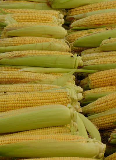 재배한 옥수수를 수확했다