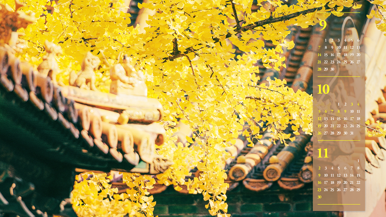 03 은행나무 단풍 B - 2025년10월 노트북배경화면
