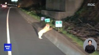 늑구 포획 실패 마취총 드론 재수사