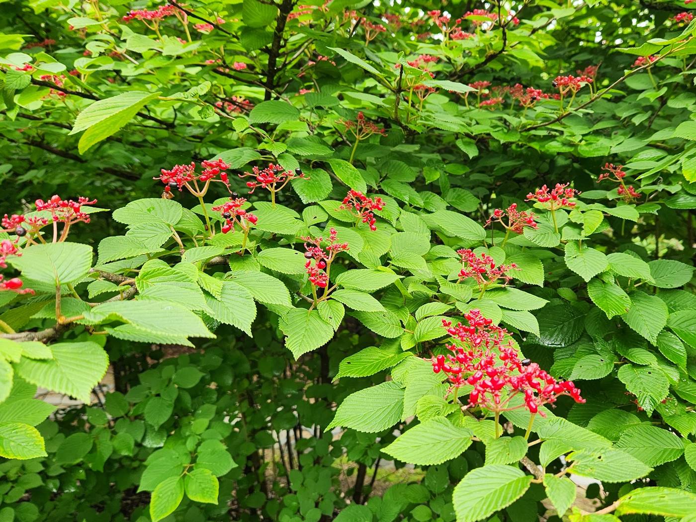 설구화 라나스(라나스덜꿩나무)