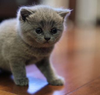 숏폼 고양이