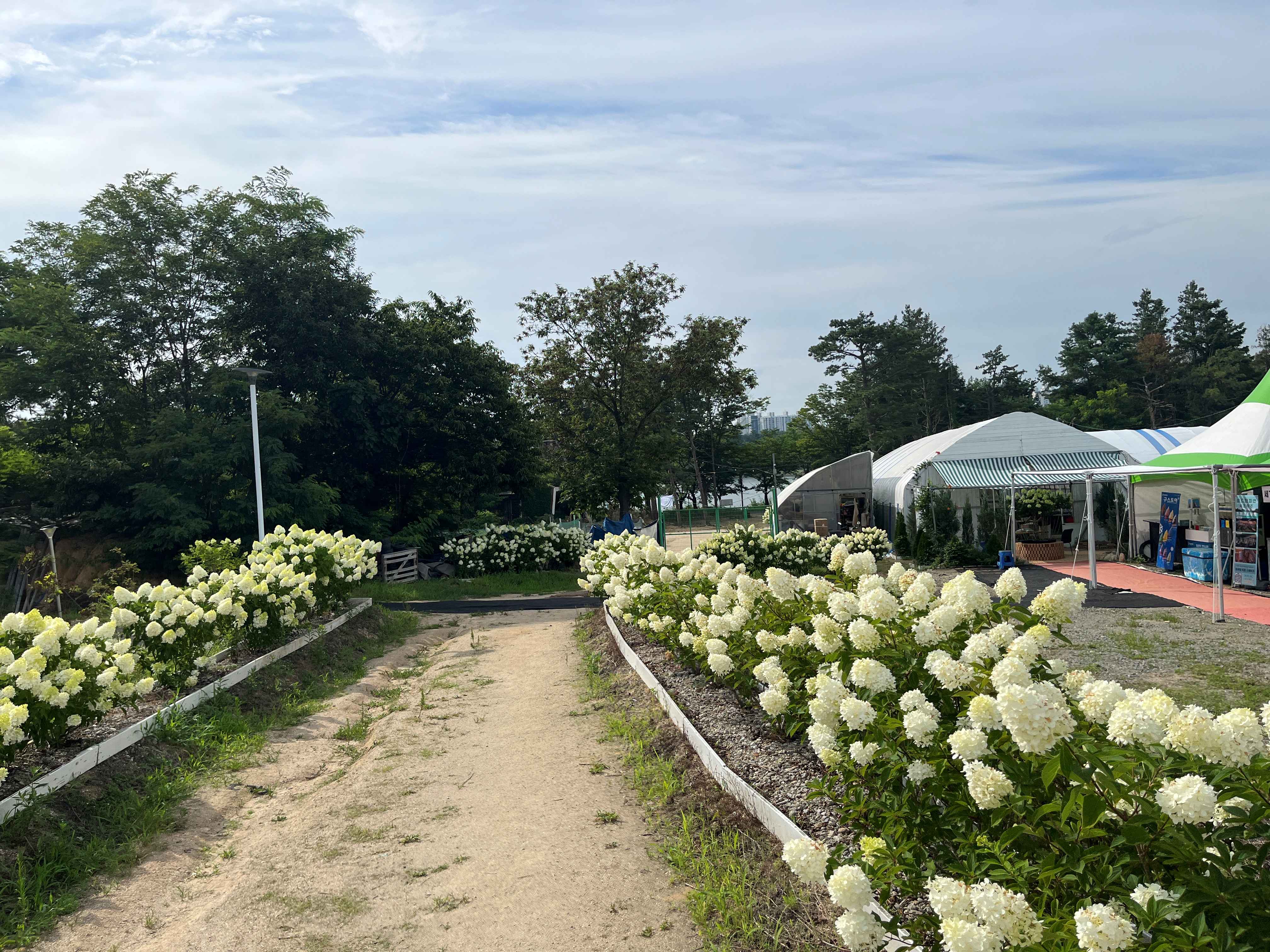 속초 영랑호 수국축제 속초수목농원