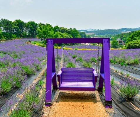 2025 고창 청농원 라벤더 축제: 보랏 빛 힐링의 계절이 돌아왔다!