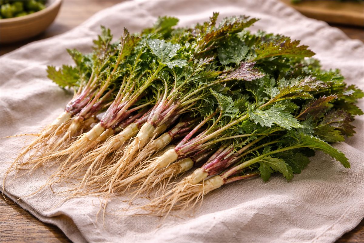 씀바귀의 잎과 뿌리 형태를 함께 보여 주는 장면