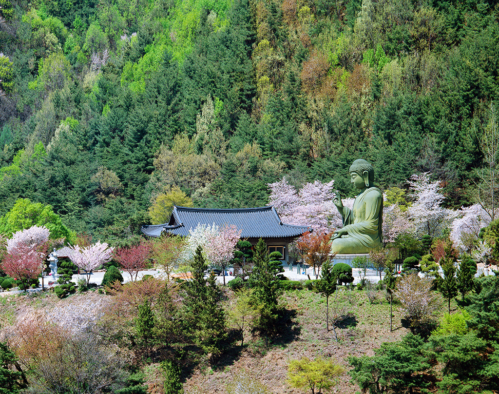 천안 각원사 겹벚꽃 / 사진출처=천안시