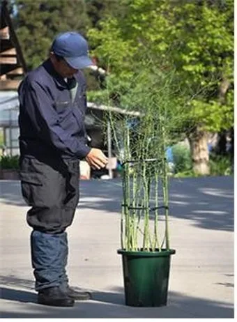 아스파라거스 재배 이식 시기 순 수확 내한성 관리_3