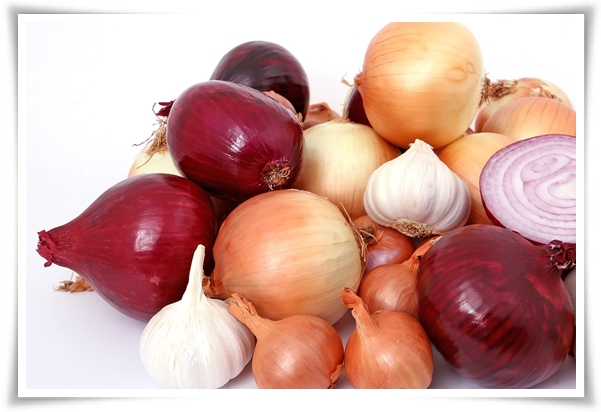 &quot;10월, 양파 심으세요!&quot; 건강한 양파 키우기 완벽 가이드!