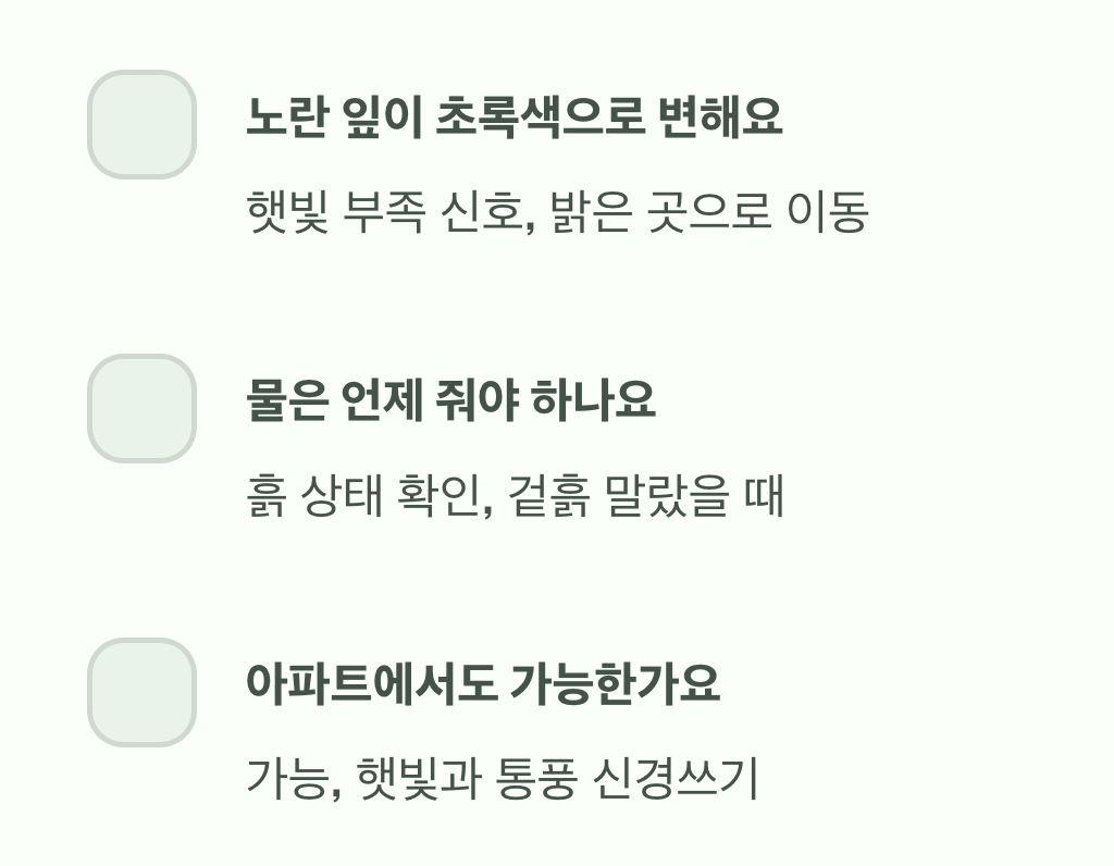 황금사철나무 키우기, 초보 식집사가 가장 먼저 알아야 할 5가지