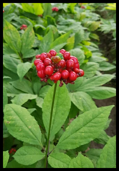 정관장 홍삼진고 효능 부작용