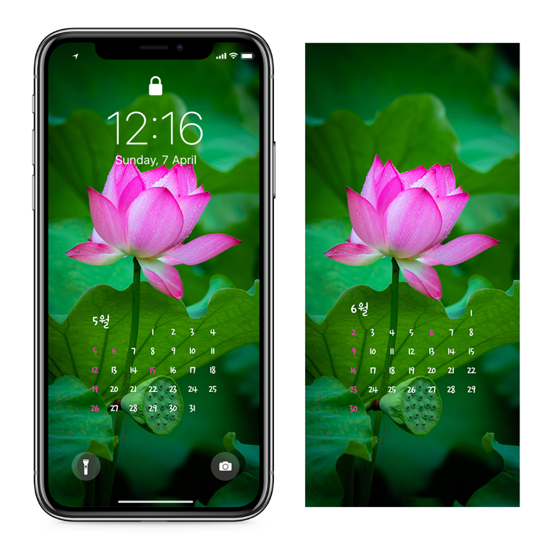 07 연잎과 연꽃 AB - 2024년5월 아이폰달력배경화면