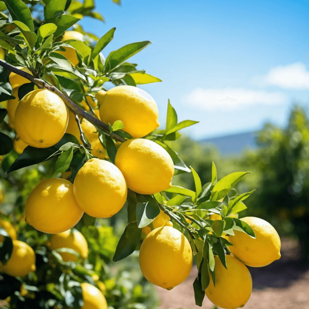 레몬 효능 부작용
