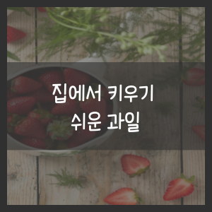 집에서 키우기 쉬운 과일