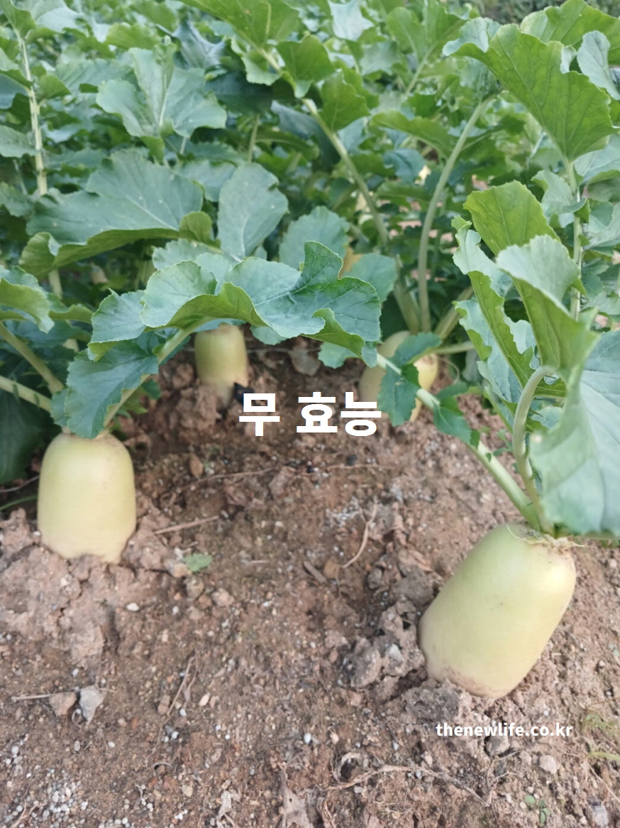 밭에서 직접 촬영한 무 효능 대표 실사진