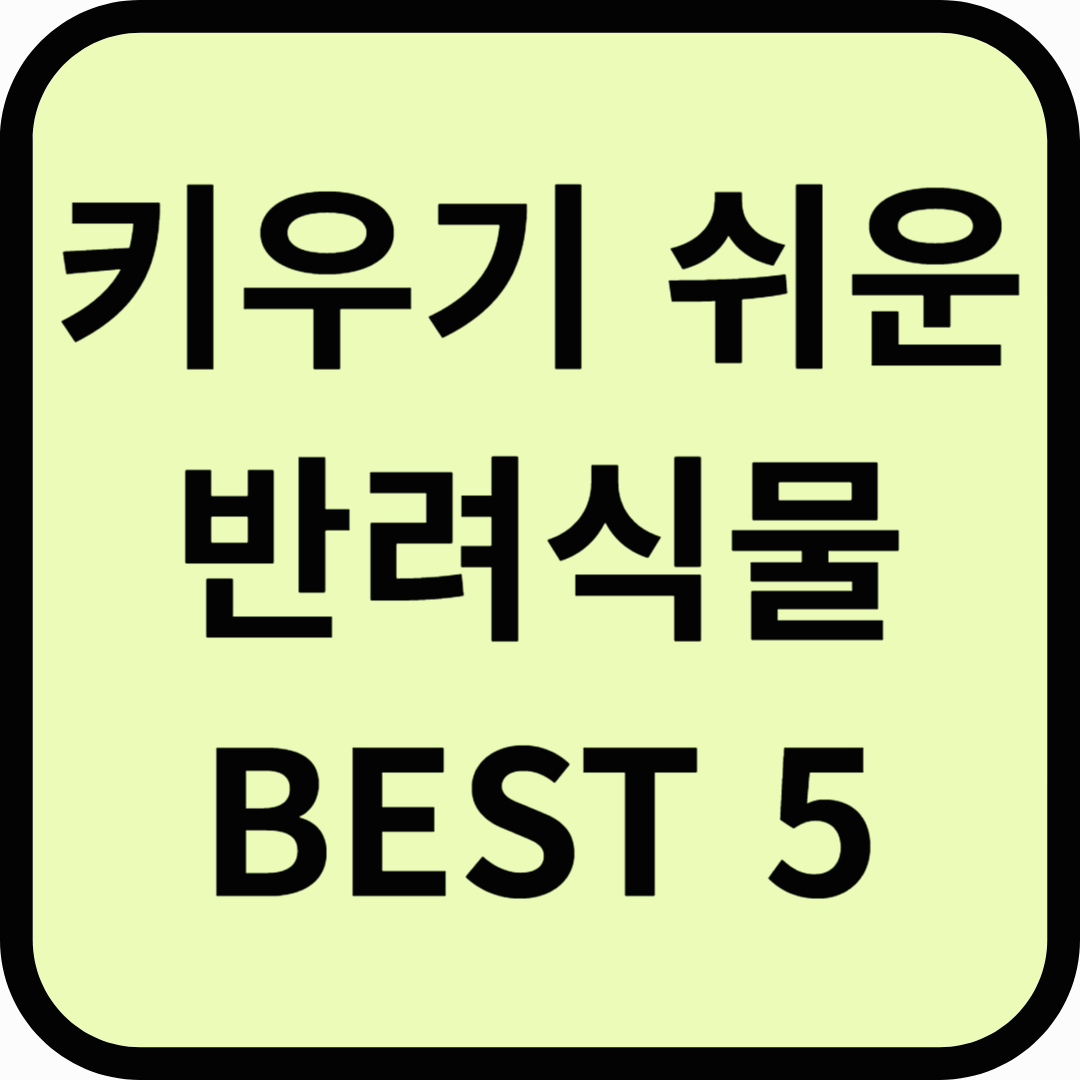 기르기 쉬운 반려식물 추천 BEST 5 초보자도 가능한 실내 식물 키우기