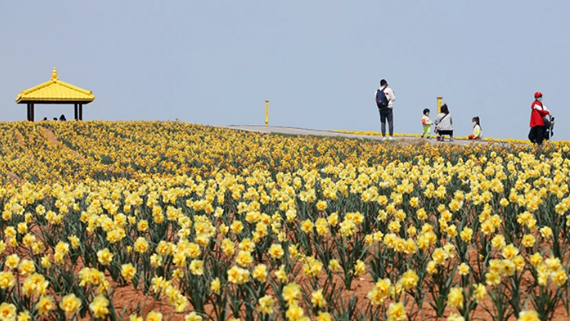 2025 신안 섬 수선화 축제 일정&amp;#44; 입장료&amp;#44; 여객선 시간표 총정리