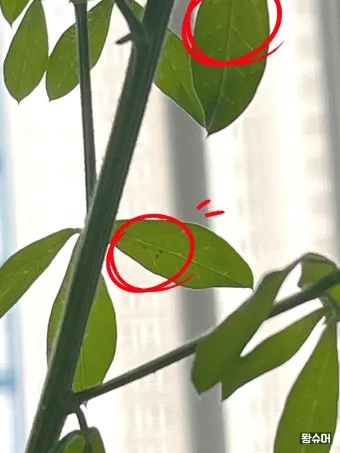 화분 진딧물 퇴치 천연살충 레몬오일 비누물 통풍환경 개선_10