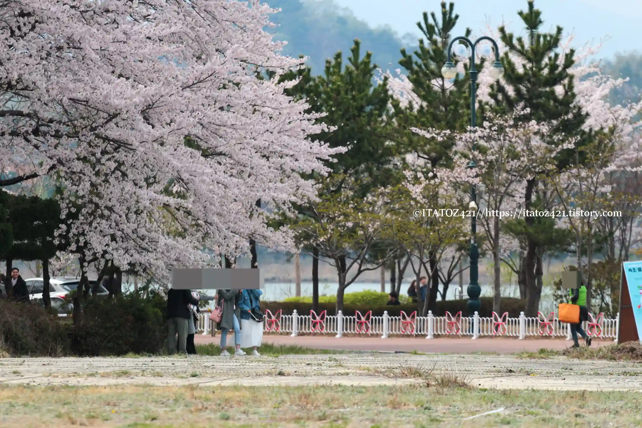 강원도 속초 벚꽃 명승지 영랑호