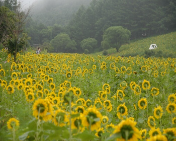 태백 해바라기 축제_8