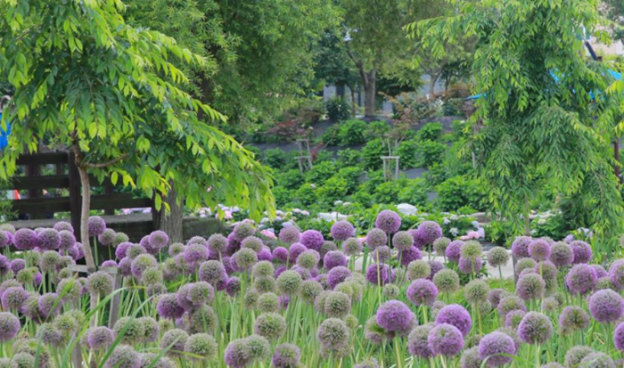 2024년-공주-유구색동수국정원-꽃축제