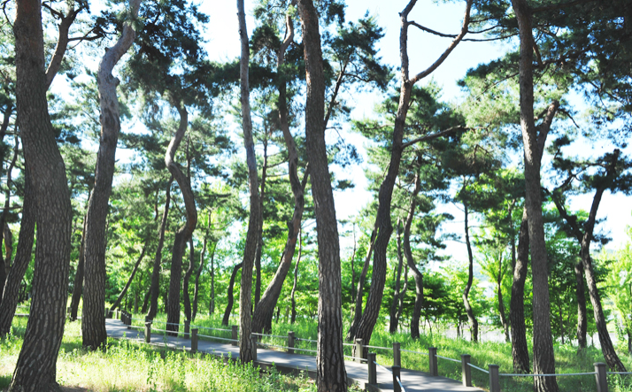 한밭수목원 소나무숲