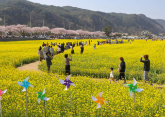 삼척 맹방 유채꽃